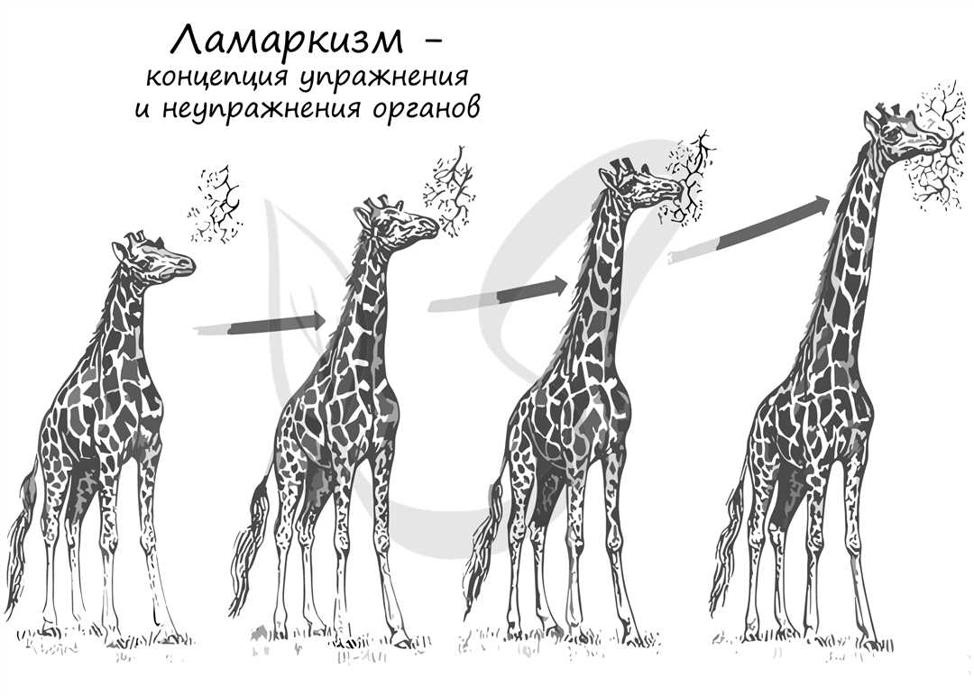 Роль самосовершенствования в эволюционном процессе